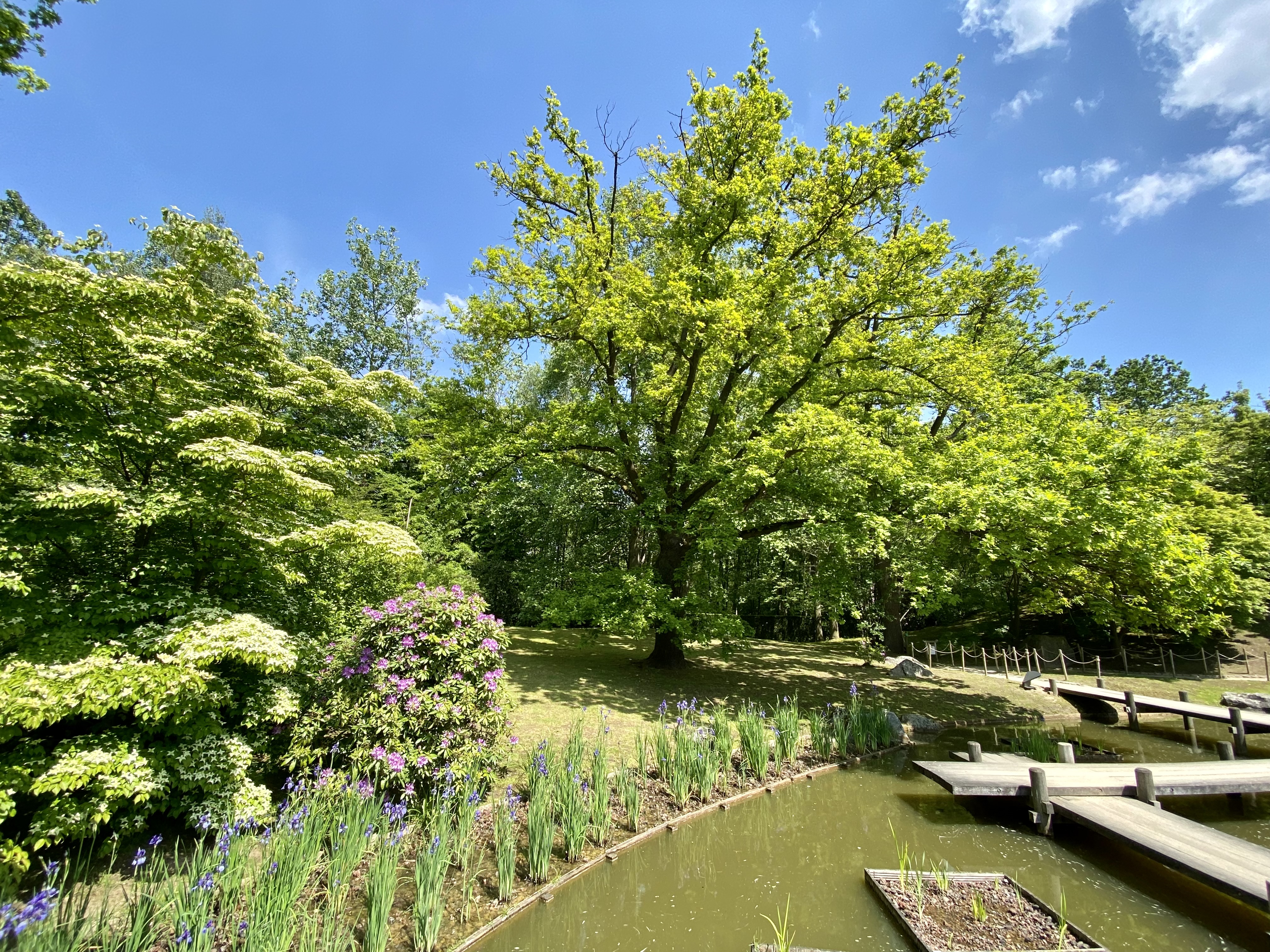 Japanse tuin Hasselt