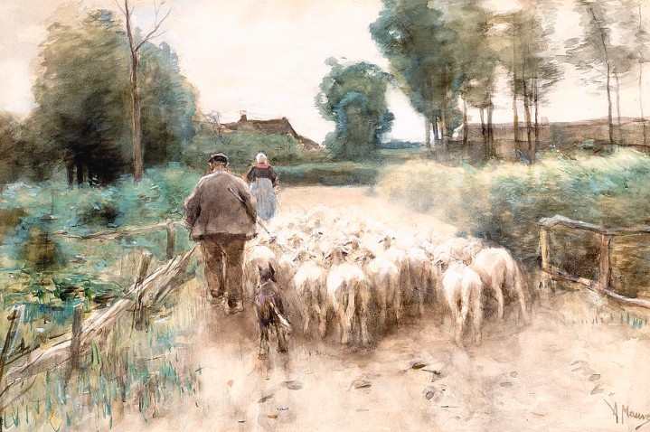 mauve sheep herding
